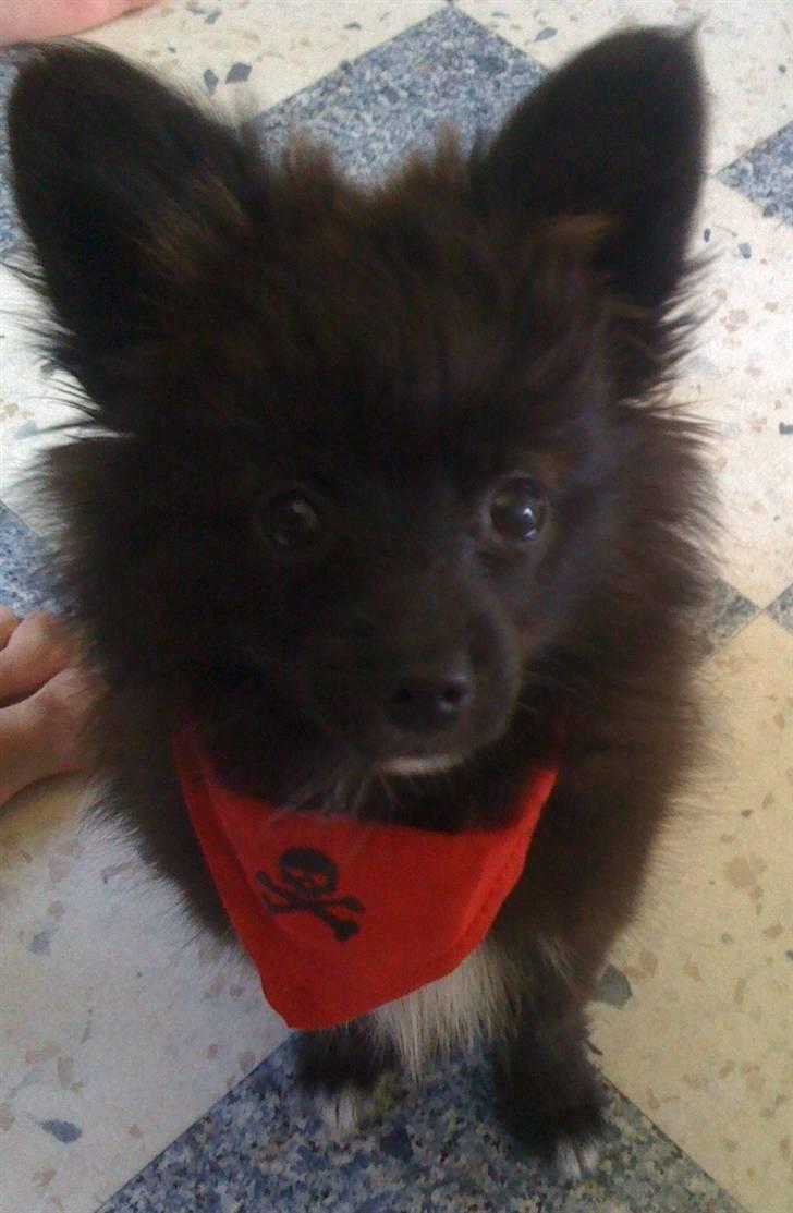 Papillon /Pomeranian -Tino <3 - Så har jeg lige fået mit pirat-tørklæde på :) billede 5