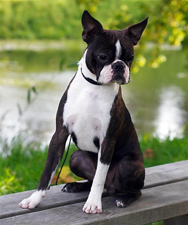 Boston terrier Cekin LaKonga - Næsten 6 mdr. gammel, billedet er taget på gåturen ved Asserbo Slotsruin.d. 4 okt.2010 billede 2