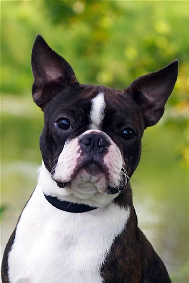 Boston terrier Cekin LaKonga billede 3