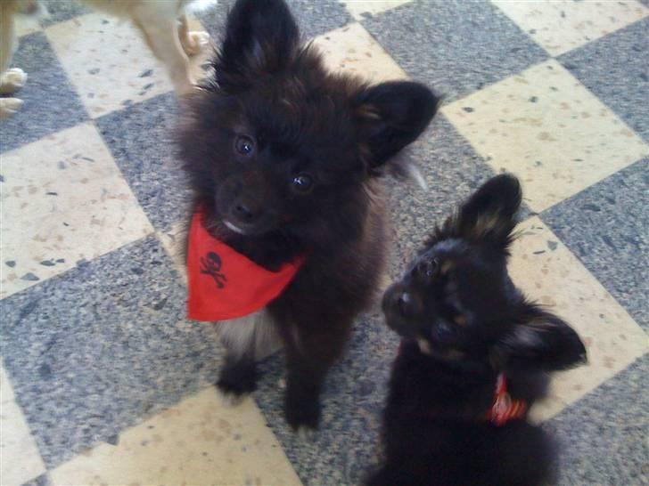 Papillon /Pomeranian -Tino <3 - Her er jeg sammen med en af mine bedste venner Cæsar  <3  billede 6