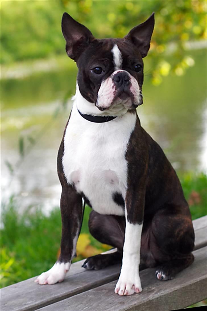 Boston terrier Cekin LaKonga billede 4