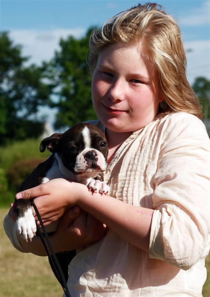 Boston terrier Cekin LaKonga billede 5