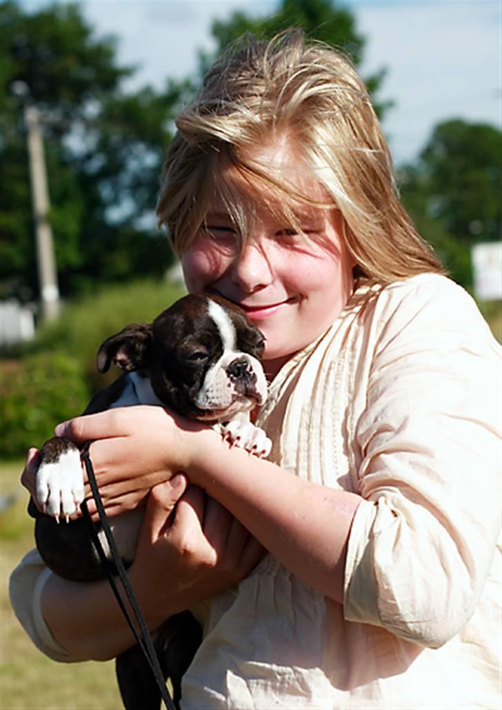 Boston terrier Cekin LaKonga billede 6