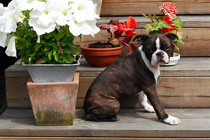 Boston terrier Cekin LaKonga billede 7