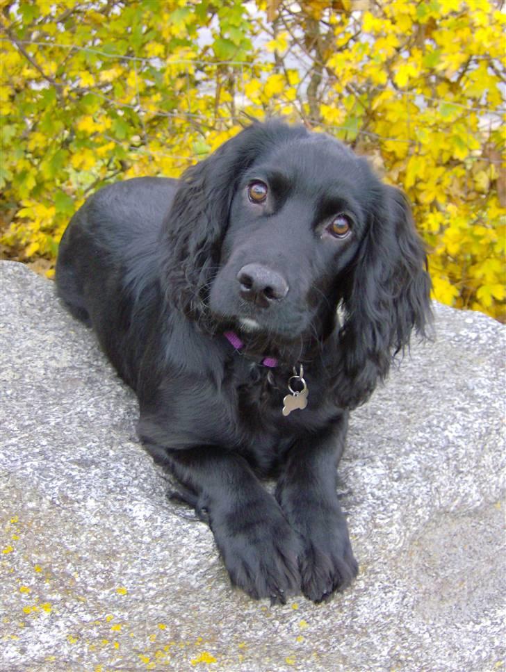 Field Trial Cockerspaniel Audi - Er jeg ikke smuk?!! billede 1