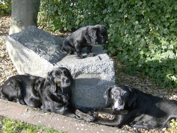 Field Trial Cockerspaniel Audi - Audi med hendes "søskende" Ozetta og Layney billede 3