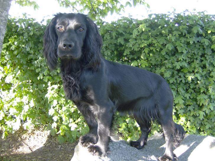 Field Trial Cockerspaniel Audi - 1års fødselsdag billede 4