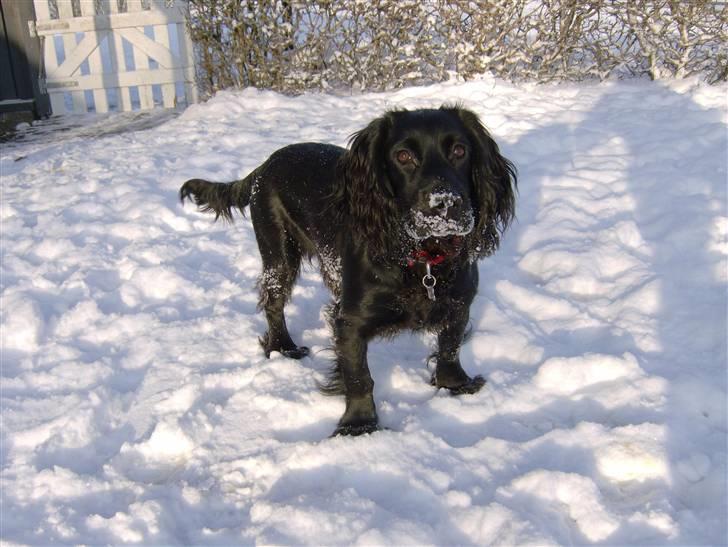 Field Trial Cockerspaniel Audi - Jeg eeeelsker sne!! billede 5