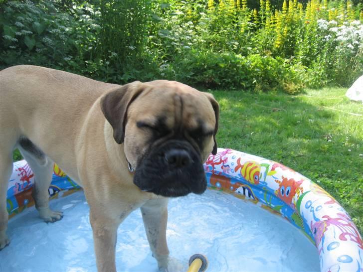 Bullmastiff  Kenzo RIP. 20-O4-2012 billede 2