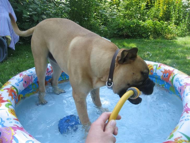 Bullmastiff  Kenzo RIP. 20-O4-2012 billede 3