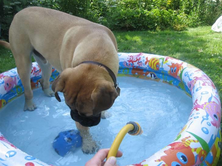 Bullmastiff  Kenzo RIP. 20-O4-2012 billede 4