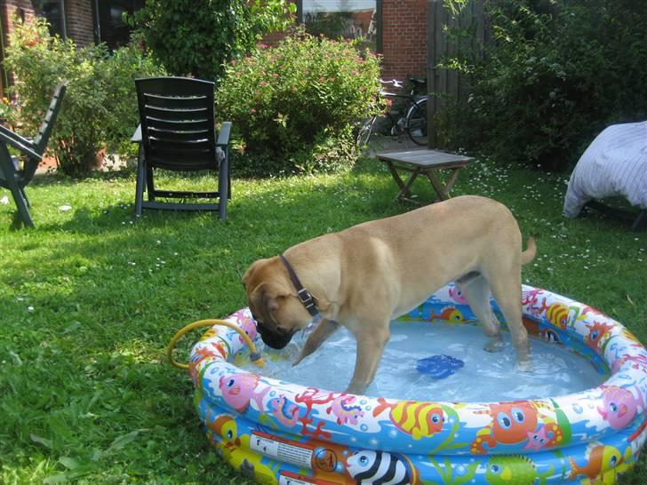 Bullmastiff  Kenzo RIP. 20-O4-2012 billede 5