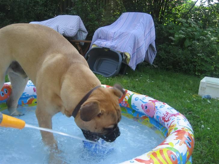 Bullmastiff  Kenzo RIP. 20-O4-2012 billede 6