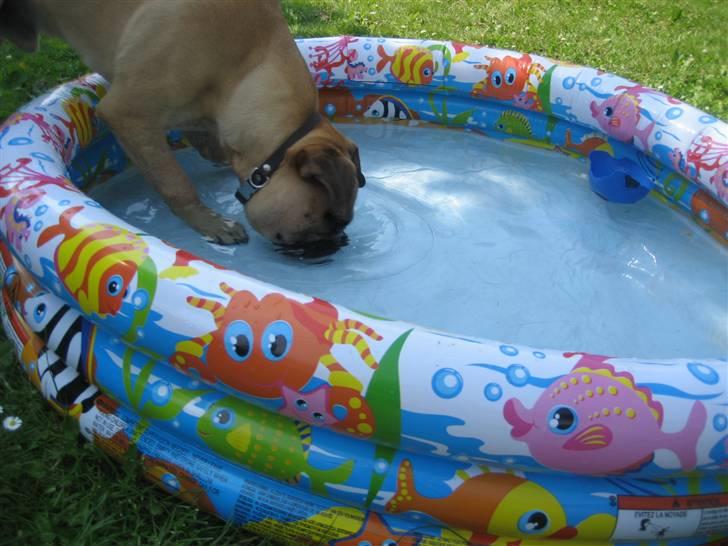 Bullmastiff  Kenzo RIP. 20-O4-2012 billede 8