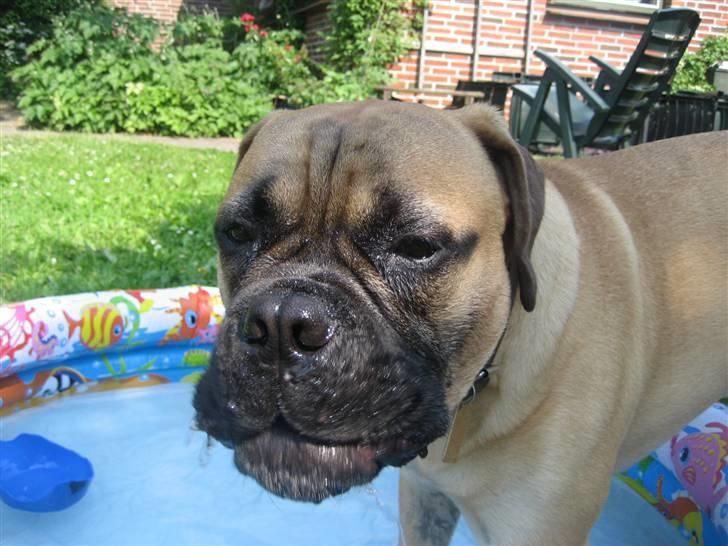 Bullmastiff  Kenzo RIP. 20-O4-2012 billede 9