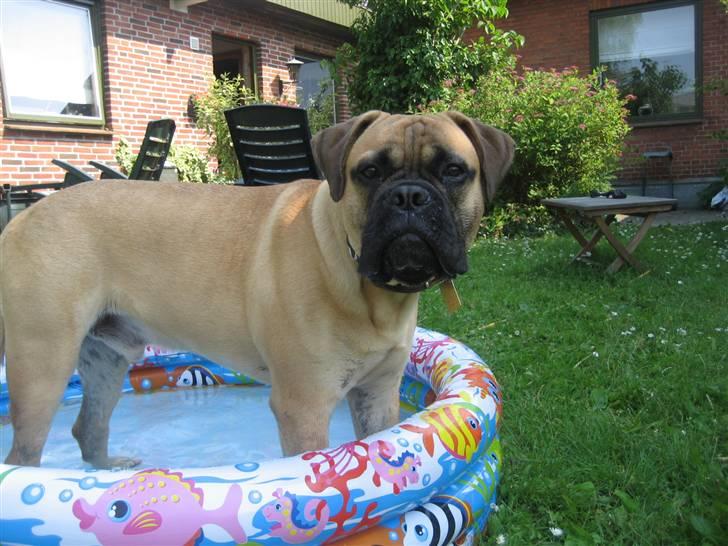 Bullmastiff  Kenzo RIP. 20-O4-2012 billede 10