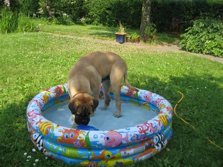 Bullmastiff  Kenzo RIP. 20-O4-2012 billede 11