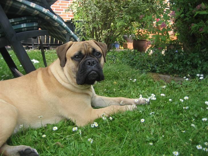 Bullmastiff  Kenzo RIP. 20-O4-2012 billede 12