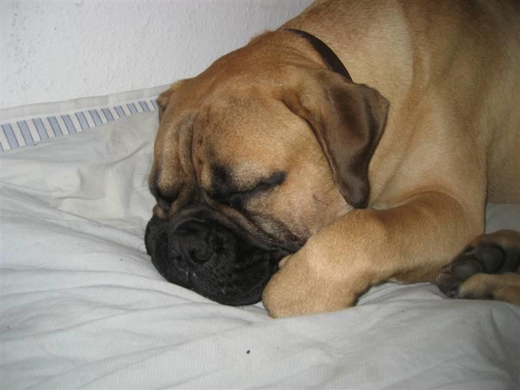 Bullmastiff  Kenzo RIP. 20-O4-2012 billede 13