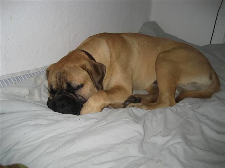 Bullmastiff  Kenzo RIP. 20-O4-2012 billede 14