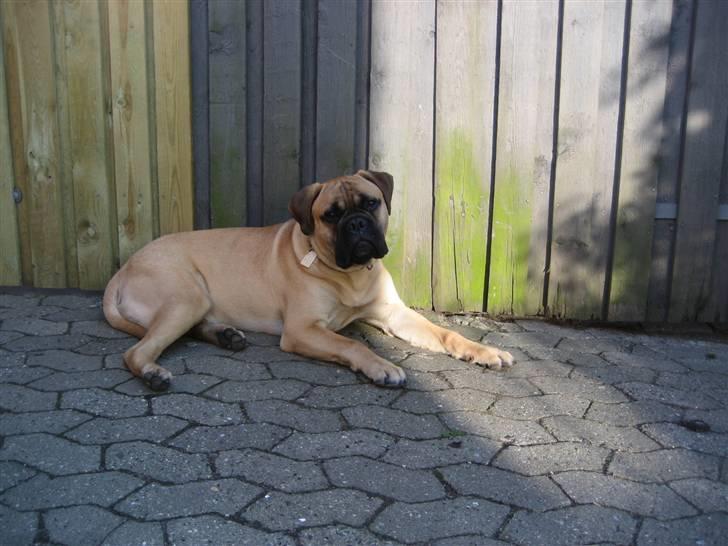 Bullmastiff  Kenzo RIP. 20-O4-2012 billede 15