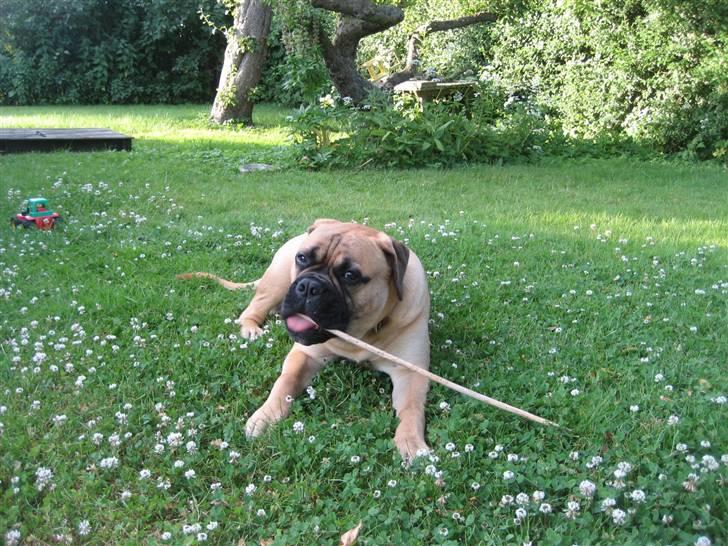 Bullmastiff  Kenzo RIP. 20-O4-2012 billede 16