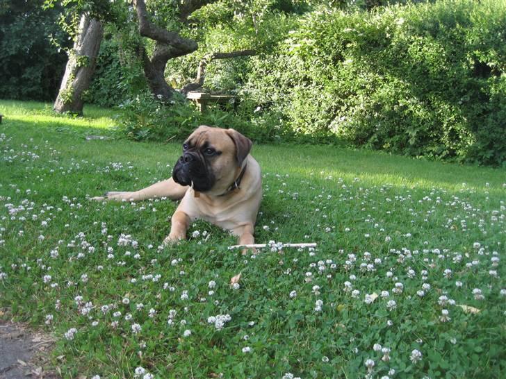 Bullmastiff  Kenzo RIP. 20-O4-2012 billede 17