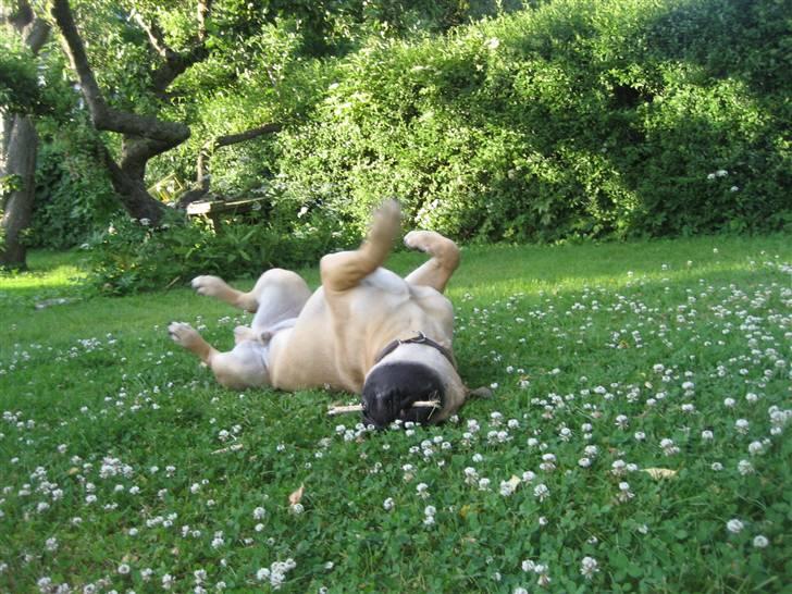 Bullmastiff  Kenzo RIP. 20-O4-2012 billede 18