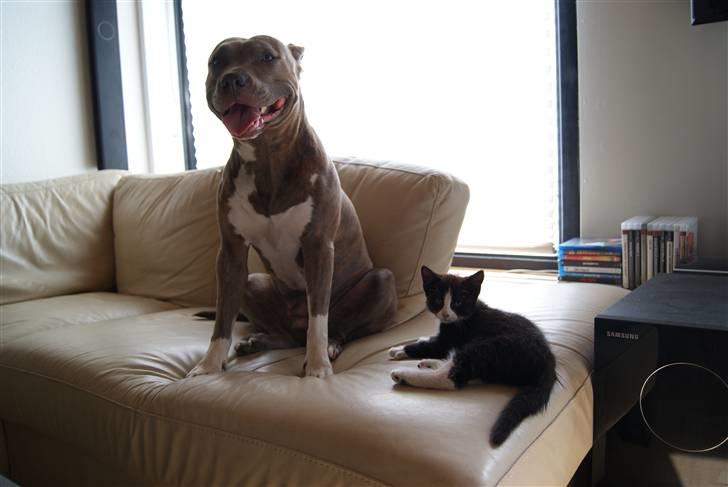 Amerikansk staffordshire terrier Aura <3 billede 11