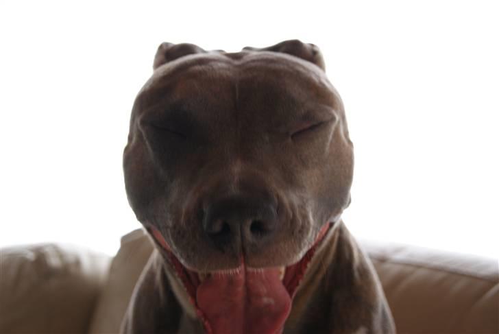 Amerikansk staffordshire terrier Aura <3 billede 12