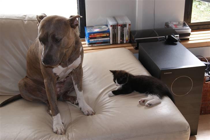 Amerikansk staffordshire terrier Aura <3 billede 13