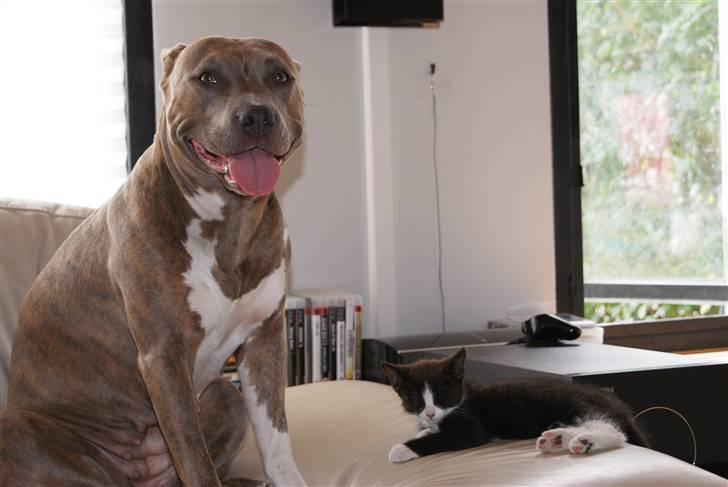 Amerikansk staffordshire terrier Aura <3 billede 14