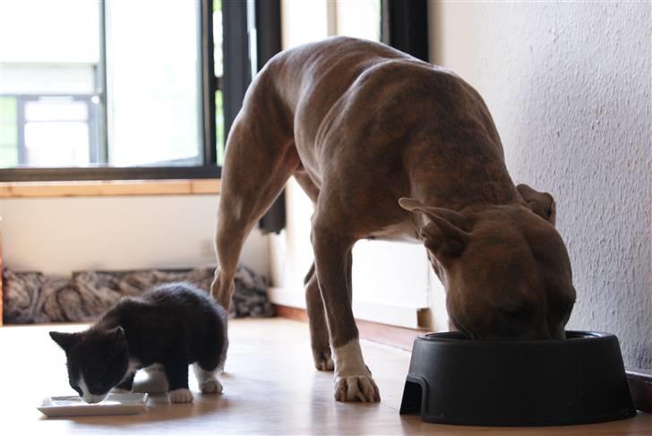 Amerikansk staffordshire terrier Aura <3 billede 15