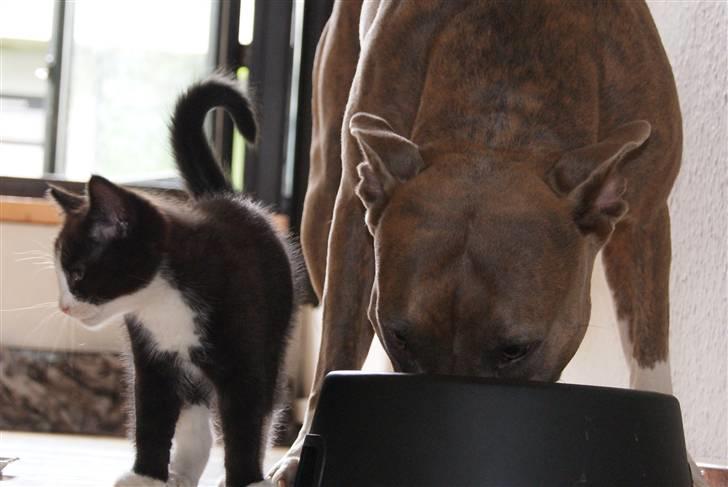 Amerikansk staffordshire terrier Aura <3 billede 16