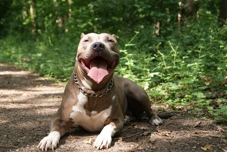 Amerikansk staffordshire terrier Aura <3 billede 17