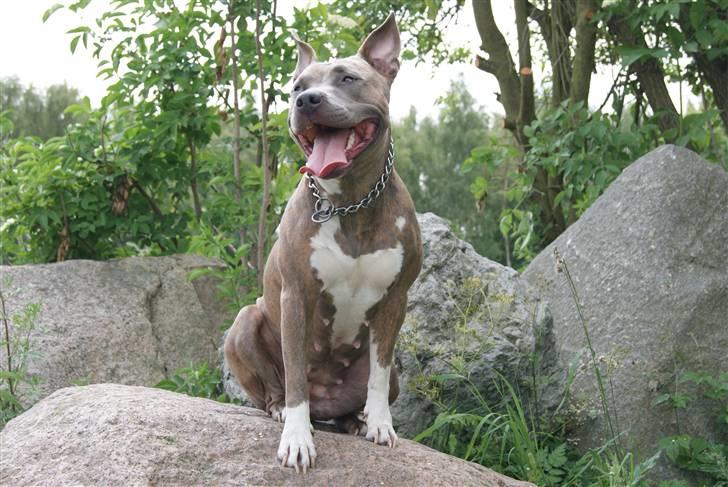 Amerikansk staffordshire terrier Aura <3 billede 18