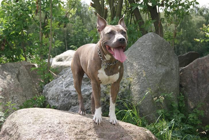 Amerikansk staffordshire terrier Aura <3 billede 19