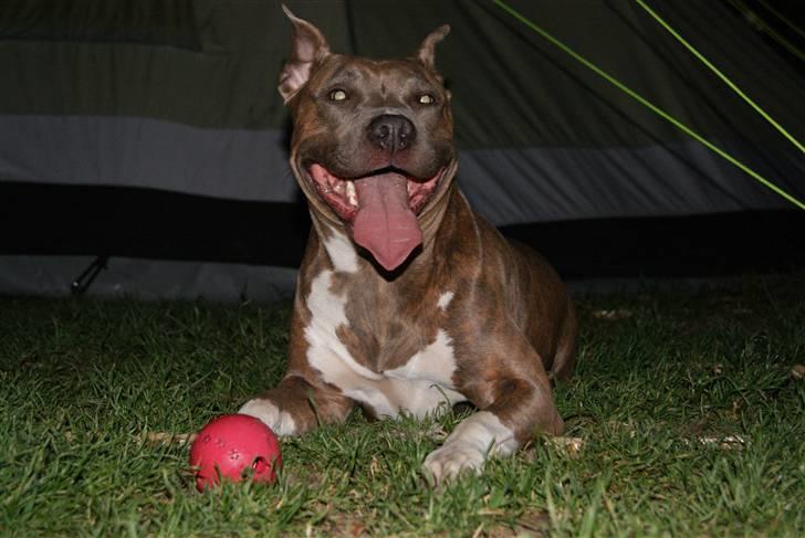 Amerikansk staffordshire terrier Aura <3 billede 20