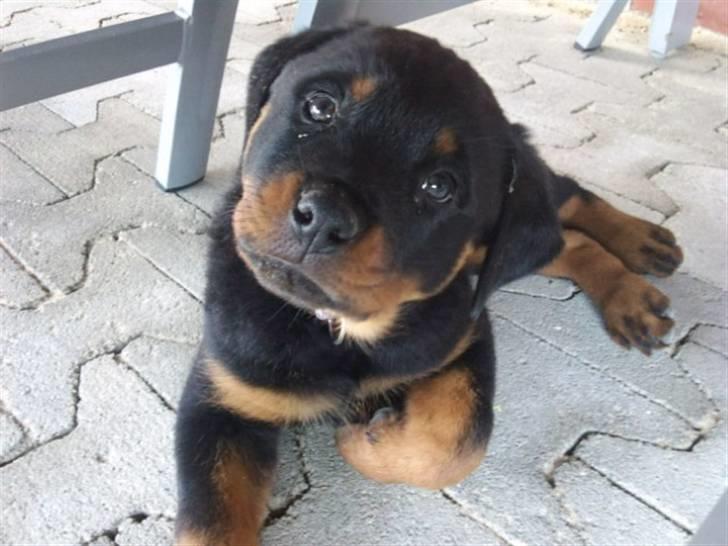 Rottweiler Kakestto's Fibie (05/05-10 - 03/09-14) - Hvad siger du?? billede 5
