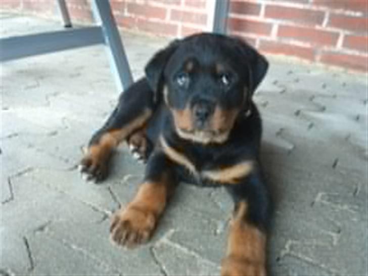 Rottweiler Kakestto's Fibie (05/05-10 - 03/09-14) - Lige vågnet fra en skøn lur på terrassen! billede 6