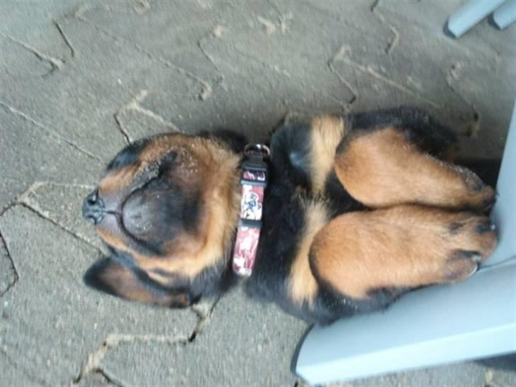 Rottweiler Kakestto's Fibie (05/05-10 - 03/09-14) - Ssssshhh jeg sover! billede 7