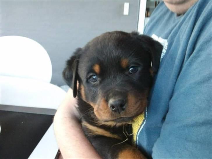 Rottweiler Kakestto's Fibie (05/05-10 - 03/09-14) - Første møde med min nye mad-far. Ca 6 uger gammel billede 8