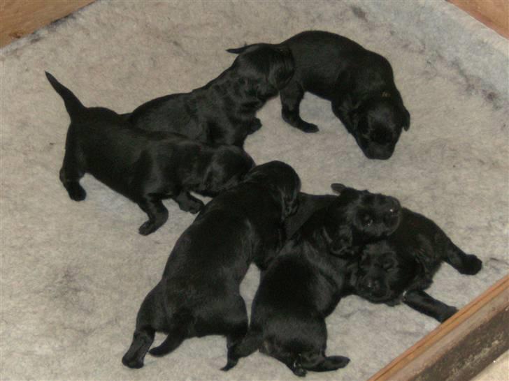 Blanding af racer Psycho - Så er hvalpene 13 dage. De tumler rundt med sine nyåbnede øjne. billede 9