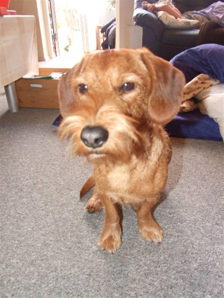 Blanding af racer hannibal - hannibal billede 1