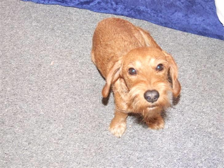 Blanding af racer hannibal - hannibal billede 2