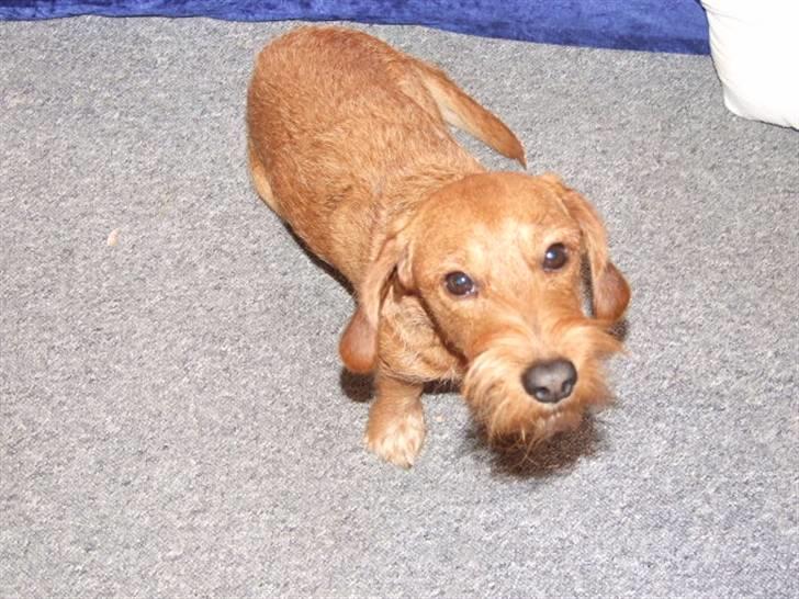 Blanding af racer hannibal - hannibal billede 3