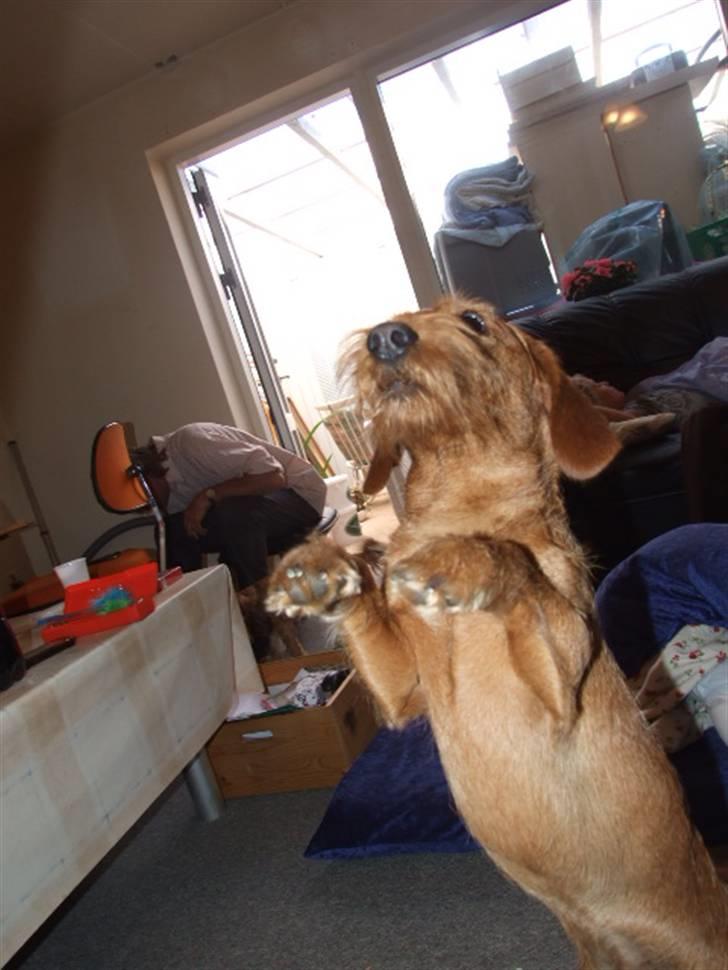 Blanding af racer hannibal - hannibal billede 4