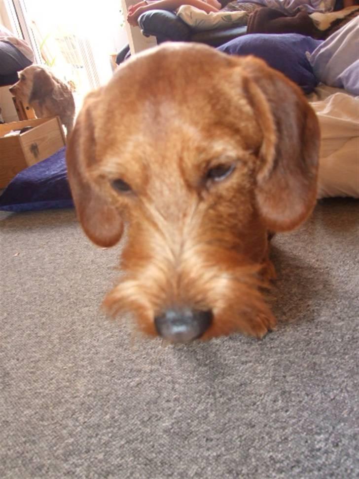 Blanding af racer hannibal - hannibal billede 5