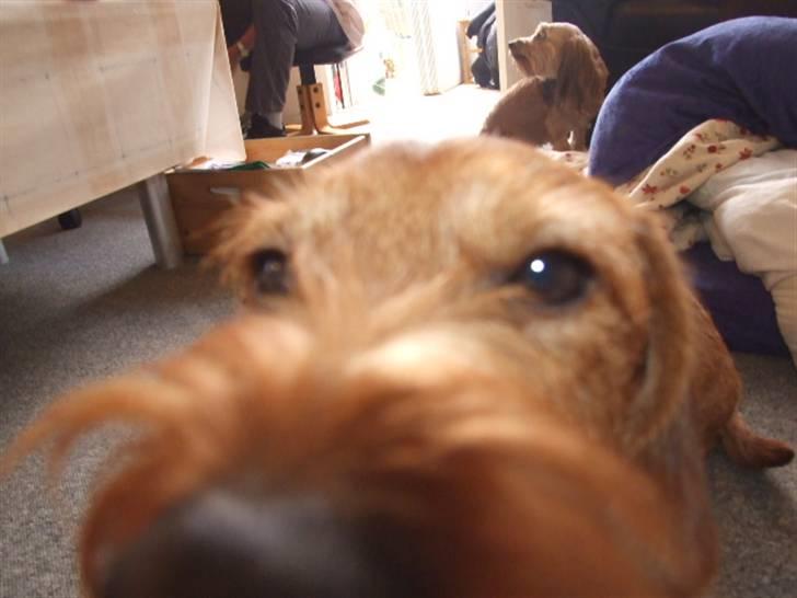 Blanding af racer hannibal - hannibal billede 6