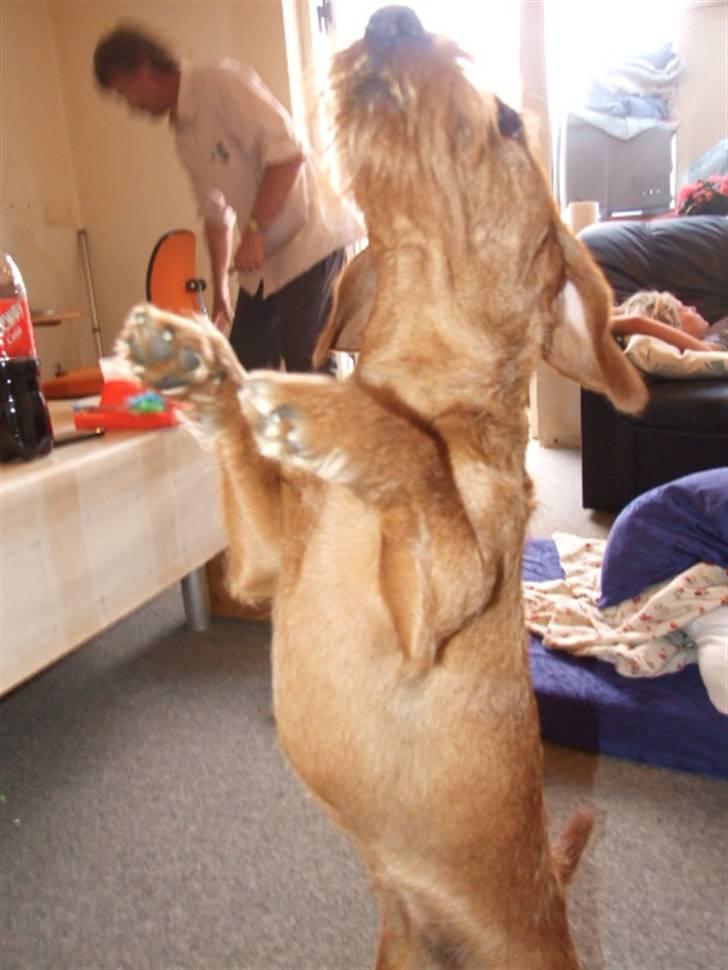 Blanding af racer hannibal - hannibal billede 7